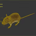 Brown Mouse with Long Tail White Belly and Black Eyes on Black Background with Reflection