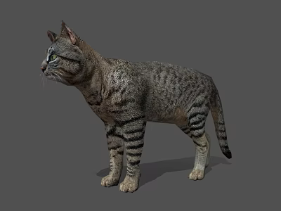 Realistic Gray Tabby Cat Standing With Detailed Fur And Green Eyes 3d model