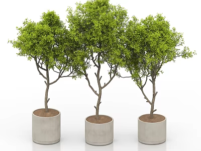 Three Bonsai Plants In Cylindrical Concrete Pots With Lush Green Foliage And Slender Trunks 3d model