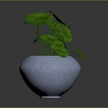 Green Leafy Plant with Long Stems in Gray Ceramic Pot for Home Decor