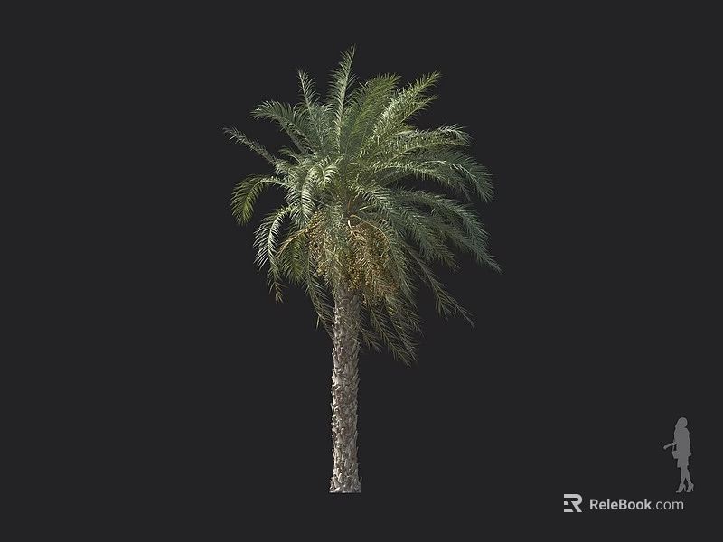 Tall Palm Tree With Textured Trunk And Green Fronds Against Black Background With Person Silhouette 3d model 