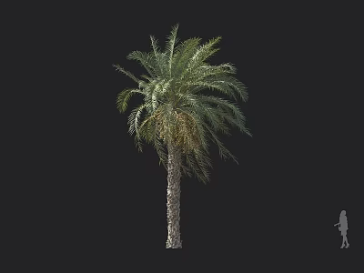 Tall Palm Tree With Textured Trunk And Green Fronds Against Black Background With Person Silhouette 3d model