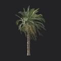 Tall Palm Tree With Textured Trunk And Green Fronds Against Black Background With Person Silhouette
