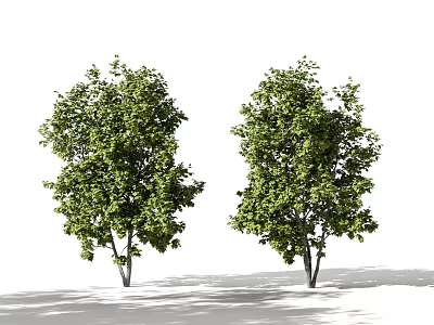 Modern landscape trees, street trees, big trees, trees 3d model