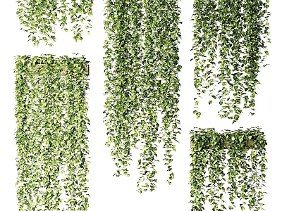 Decorative Hanging Green Plants Featuring Trailing Vines And Lush Cascading Leaves 3d model