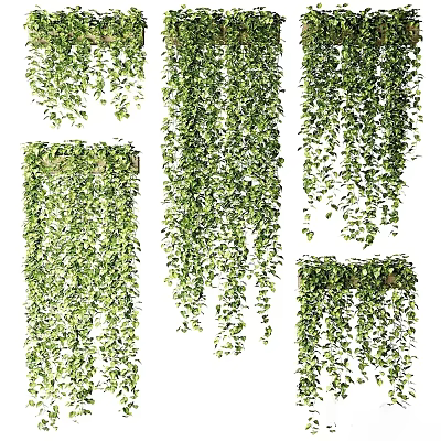 Decorative Hanging Green Plants Featuring Trailing Vines And Lush Cascading Leaves 3d model
