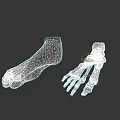 Detailed Human Foot 3D Model And Skeleton Anatomical Structure