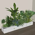Bonsai Potted Plants in Rectangular White Concrete Planter with Lush Mixed Green Foliage Indoor