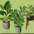 Various Decorative Indoor Potted Plants With Large Leaves In Cement Planters And Wooden Stand
