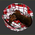 Brown Dachshund Lying On Cozy Red White Green Striped Blanket