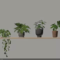 Multiple Potted Bonsai Plants In Different Pots On Wooden Shelf Against Wall