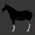 Black And White Horse Standing With White Face Legs And Reflection On Gray Background