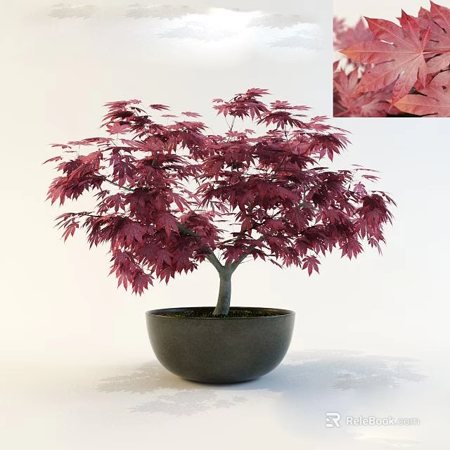 Ornamental Bonsai Tree with Deep Red Maple Leaves in Black Bowl Shaped Pot 3d model 