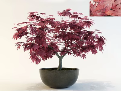 Ornamental Bonsai Tree with Deep Red Maple Leaves in Black Bowl Shaped Pot 3d model