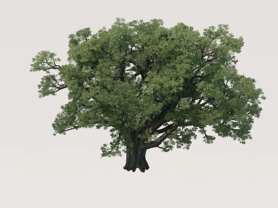 Vibrant Green Arbor with Thick Trunk and Lush Foliage in Natural Environment 3d model