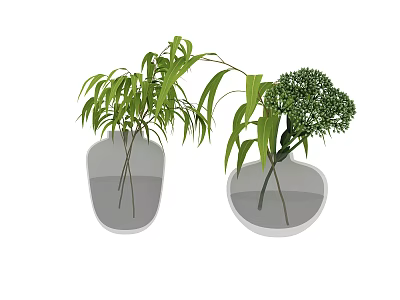 Two Transparent Vases With Long Green Leaves And Spherical Flower Blooms 3d model