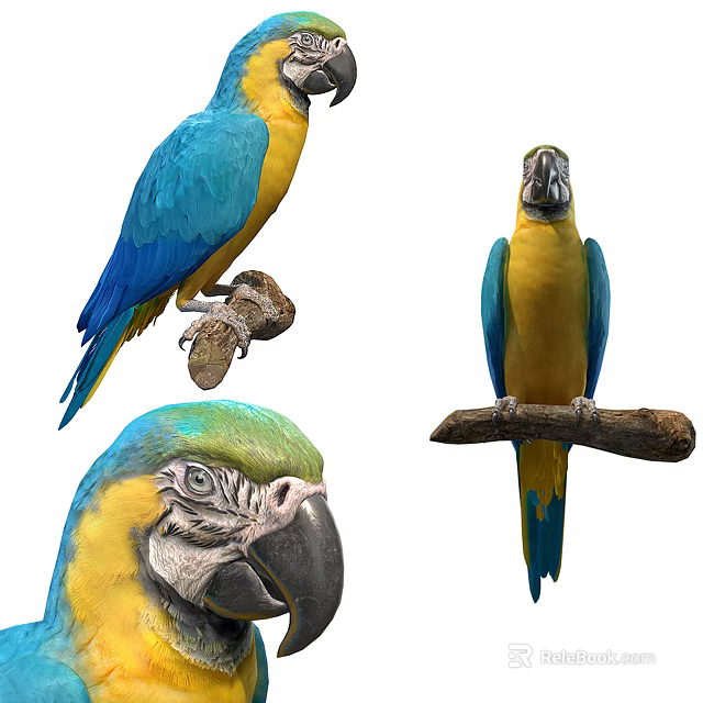 Blue and Yellow Parrots as Flying Animals Perched on Branch with Close Up Views 3d model 