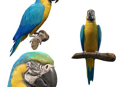 Blue and Yellow Parrots as Flying Animals Perched on Branch with Close Up Views 3d model