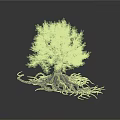 Tree With Green Foliage And Exposed Developed Roots On White Background