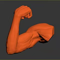 Medical Device Red Muscle Arm Model For Anatomical Education And Rehabilitation