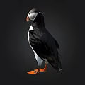 Puffin Bird With Orange Beak And Feet Black And White Feathers Isolated On Black Background