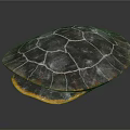 Turtle Displaying Detailed Shell With Dark Surface White Patterns And Yellow Underside