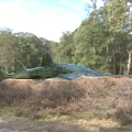 Green Sawfish Aquatic Animal With Long Serrated Rostrum In Outdoor Grassy Field With Trees