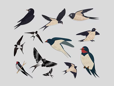 Swallow Spring Swallow Family Swallow Flying Bird Swallow Silhouette 3d model