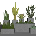 Cactus And Succulent Bonsai Plants In Grey Concrete Square Rectangular Pots 3d model