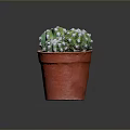 Healthy Green Cactus Plant in Red Pot with White Spines