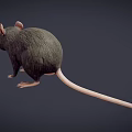 Realistic 3D Gray Rat Model With Pink Ears Long Whiskers And Pink Tail