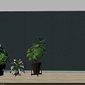Indoor Potted Plants with Different Pots Stands Light Blue Wall Light Floor and Window Light
