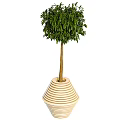 Lush Bonsai Pot Plant With Green Leaves Slender Trunk And Striped White Pot