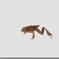 Brown Frog With Detailed Body Structure Legs And Webbed Feet On Black Background Close-Up View