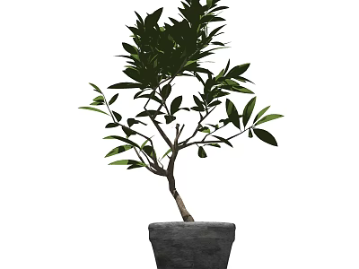 Decorative Bonsai Plant With Green Leaves And Curved Trunk In Gray Pot 3d model