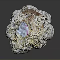 Intricate Marine Animal Seashell With Colorful Patterns And Natural Texture