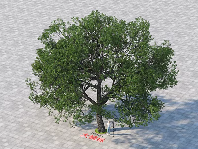 Sunlit Large Arbor Tree With Dense Green Foliage And Thick Trunk On Paved Ground 3d model