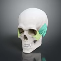 Human Skull Anatomical Model White With Green Highlighted Bone Organ Regions For Medical Study