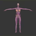 Pink Human Anatomy Model With Arms Outstretched Showing Internal Structures For Medical Education