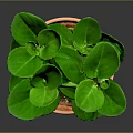 Healthy Green Leafy Plant with Rounded Leaves in Terracotta Pot on Dark Background