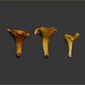 Fresh Vibrant Orange Edible Mushrooms With Gilled Caps On Dark Background