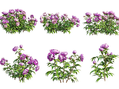 Purple Peony Flower Bushes With Green Leaves In Multiple Plant 3d model
