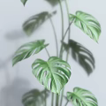 Various Types of Green Potted Plants in Different Flower Pots Against White Wall with Shadows