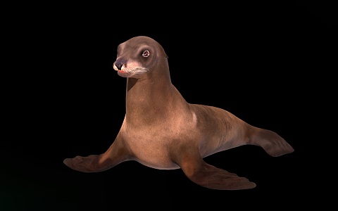 modern sea lion 3d model