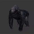 Detailed Realistic Gorilla 3D Model in Standing Pose on Gray Background 3d model