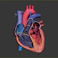 Detailed Human Heart Anatomical 3D Model with Colorful Ventricles Atria and Blood Vessels