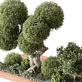 Uniquely Shaped Arbor Featuring Rounded Canopy Twisted Trunk And Small Shrubs On Wooden Platform 3d model