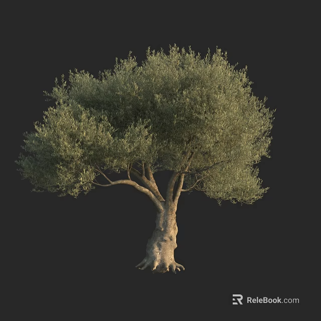 Tall Olive Tree With Thick Trunk And Lush Green Foliage On Black Background 3d model 
