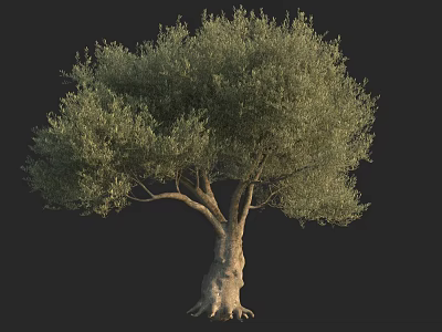 Tall Olive Tree With Thick Trunk And Lush Green Foliage On Black Background 3d model