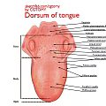 Medical Device Anatomical Model Of Tongue Dorsum Anatomy With Labeled Structures